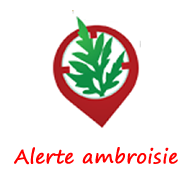 Alerte ambroisie